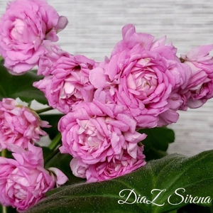 제라늄 디아즈시레나