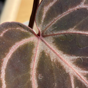 안스리움 킹오스레크