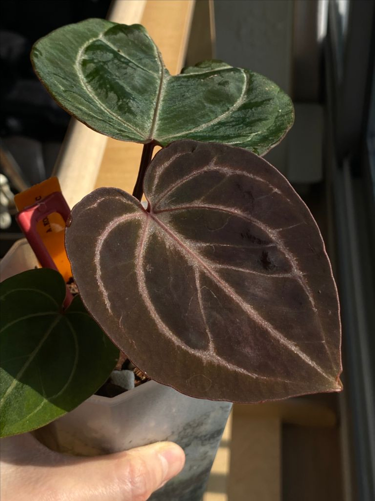 안스리움 킹오스레크--2