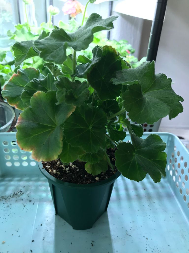 제라늄 Yuz메멘토모리--1