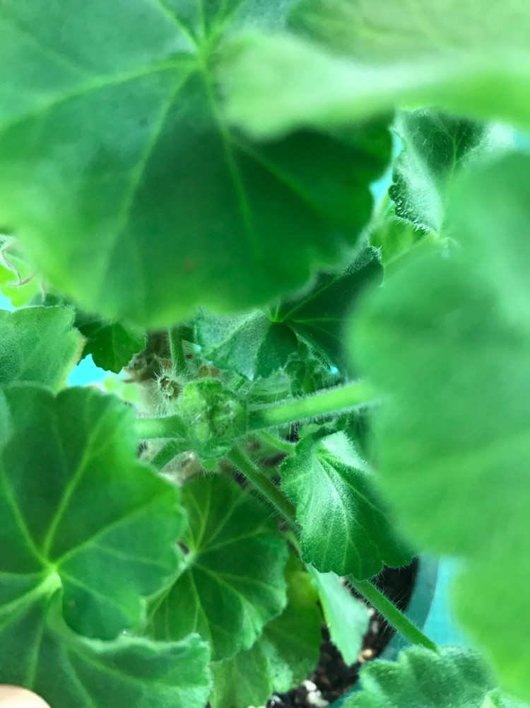 제라늄 Yuz메멘토모리--2