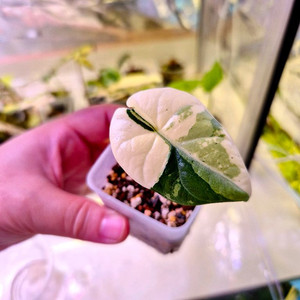 알로카시아 마하라니 알보 바리에가타