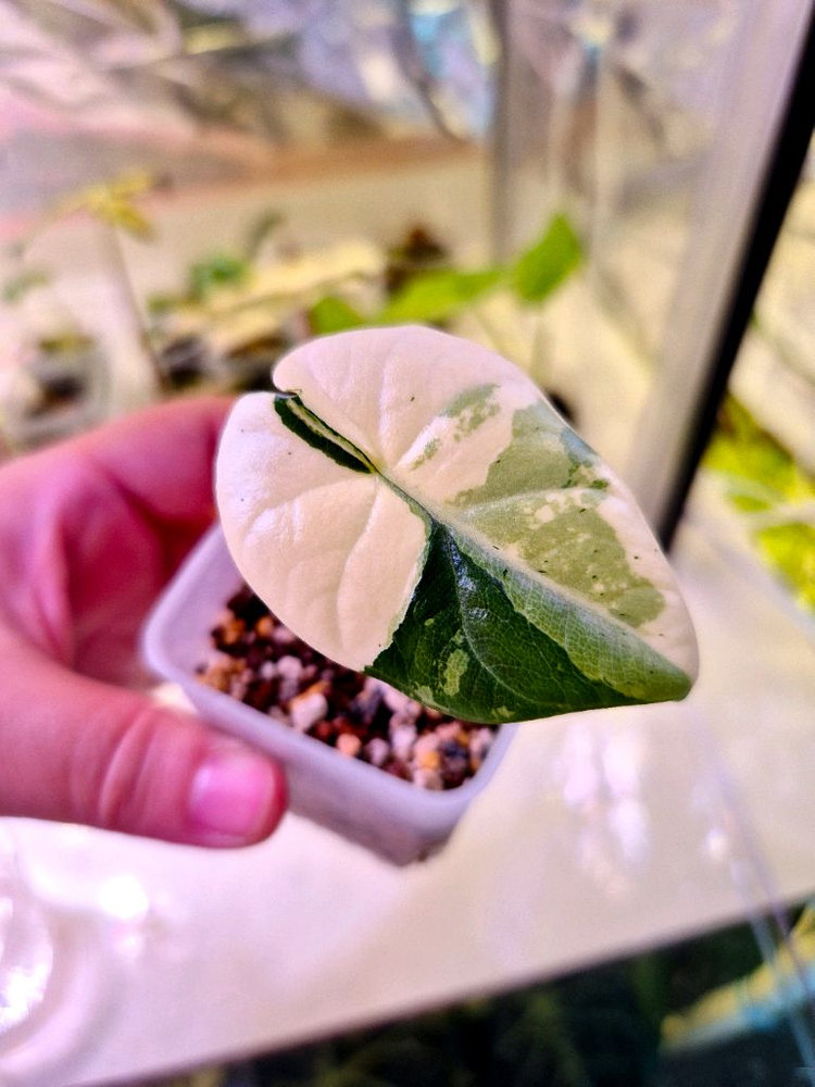 알로카시아 마하라니 알보 바리에가타--1