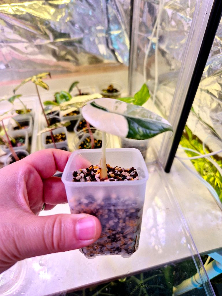 알로카시아 마하라니 알보 바리에가타--2