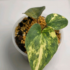 안스리움 바리에가타