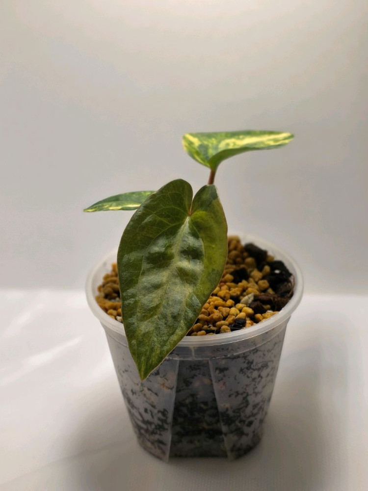 안스리움 바리에가타--2