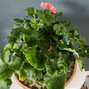 제라늄 5종(리사마농.여름의사치.볼빨간소녀.솔베이그.봄노을)