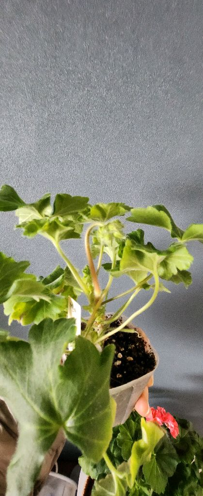 제라늄 5종(리사마농.여름의사치.볼빨간소녀.솔베이그.봄노을)--1