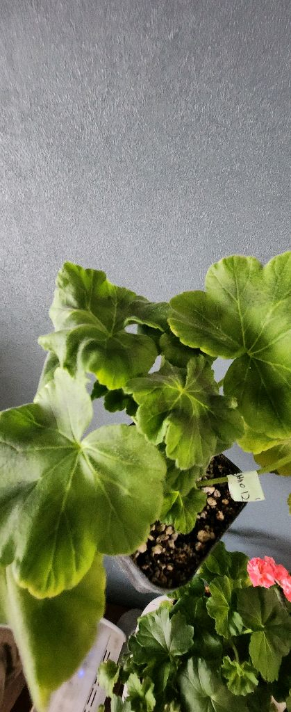 제라늄 5종(리사마농.여름의사치.볼빨간소녀.솔베이그.봄노을)--2