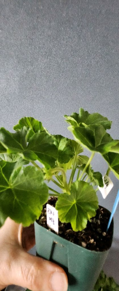 제라늄 5종(리사마농.여름의사치.볼빨간소녀.솔베이그.봄노을)--3