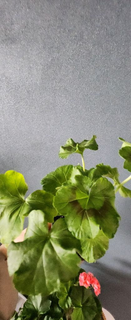 제라늄 5종(리사마농.여름의사치.볼빨간소녀.솔베이그.봄노을)--4