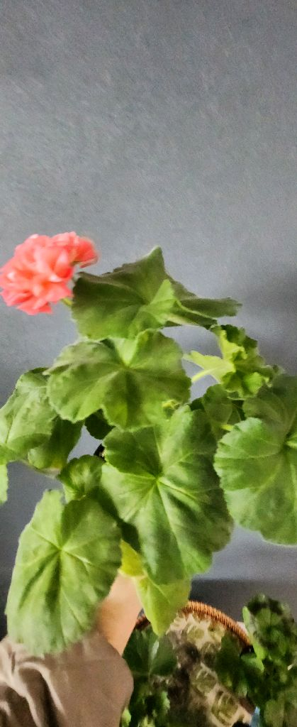 제라늄 5종(리사마농.여름의사치.볼빨간소녀.솔베이그.봄노을)--5