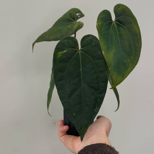 안스리움 에오스 에이스오브스페이드