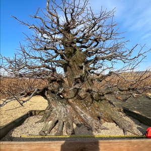 모과나무 분재 특수목