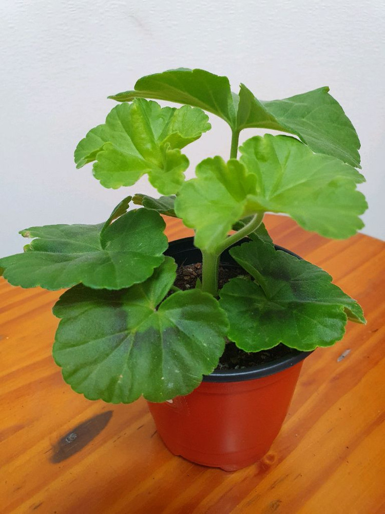 제라늄 미스로즈 꽃대있음--1