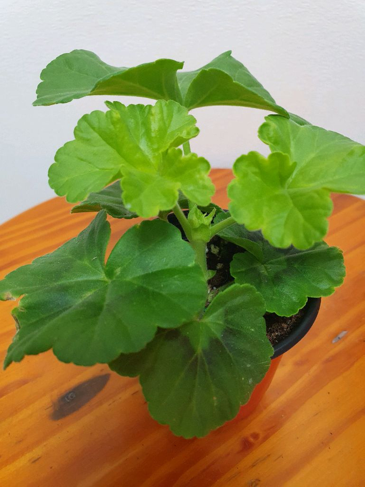 제라늄 미스로즈 꽃대있음--2