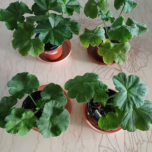 솔베이그와 제라늄3종