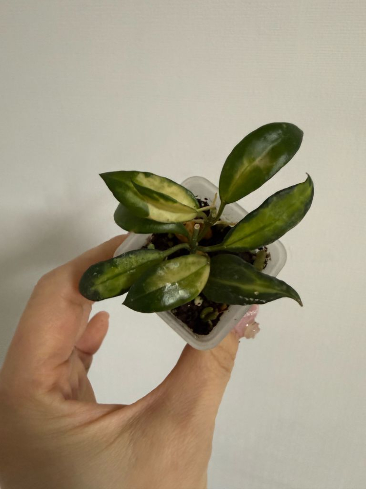 호야 라쿠노사 일루미--1