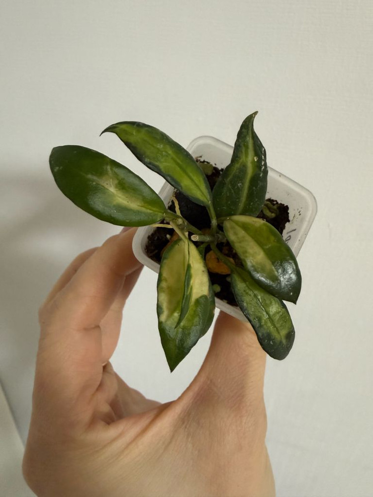 호야 라쿠노사 일루미--2