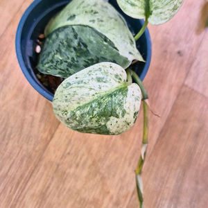 스킨답서스엑조디카 실버스플래쉬아우레아