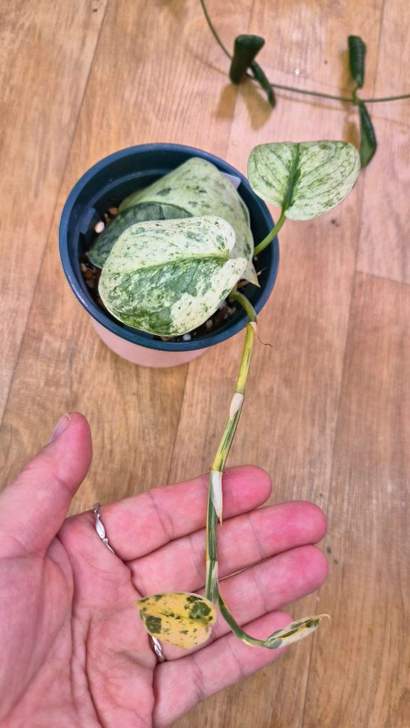 스킨답서스엑조디카 실버스플래쉬아우레아--1