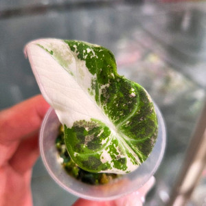 알로카시아 블랙벨벳 핑크바리에가타