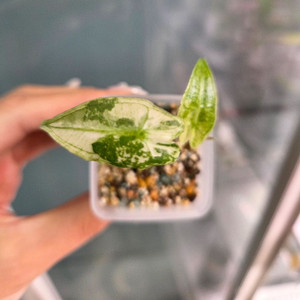 알로카시아 사리안 바리에가타