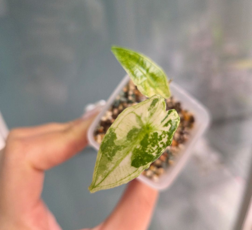 알로카시아 사리안 바리에가타--1