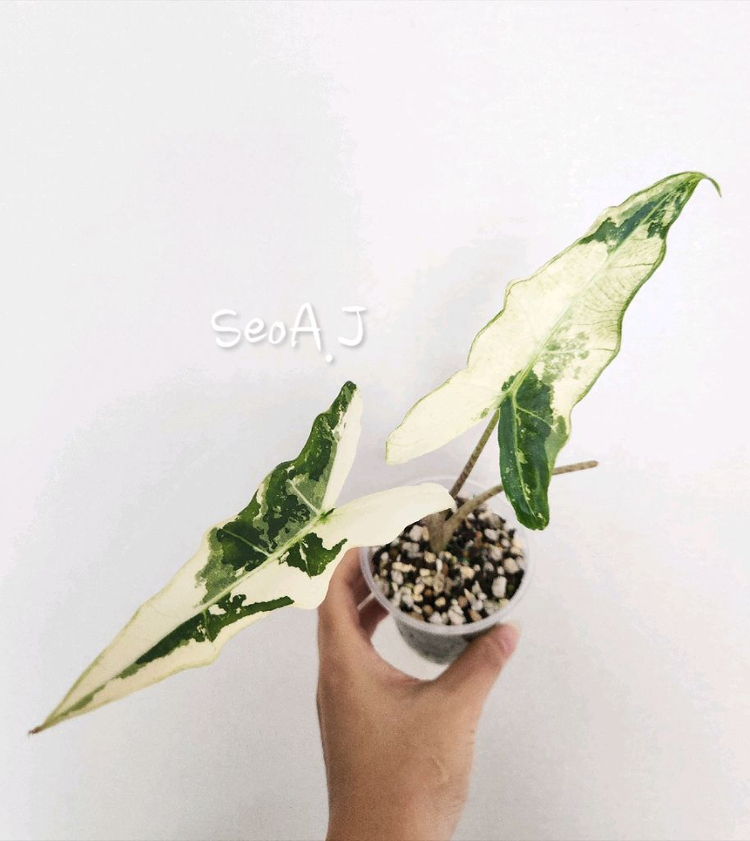 알로카시아 사리안 바리에가타--1