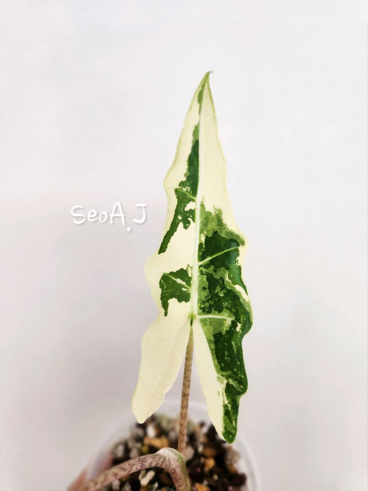 알로카시아 사리안 바리에가타--2