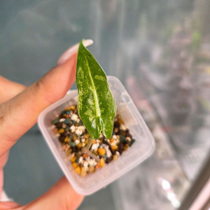 알로카시아 사리안 바리에가타3