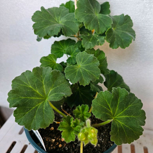 제라늄 살몬콤테스