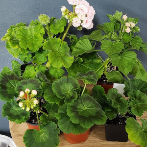 제라늄 5종(아마빌리스.모험가.프린세스웨일즈.솔베이그.데니스)