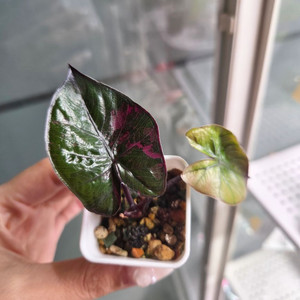 알로카시아 세렌디피티 바리에가타