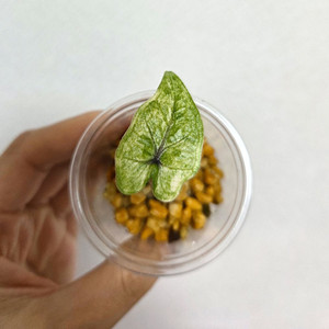 알로카이아 미스틱