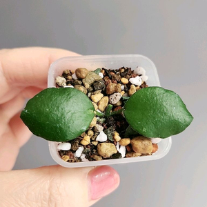 호야 sp. 분톡 (칼리만탄)