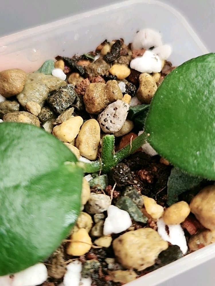 호야 sp. 분톡 (칼리만탄)--1