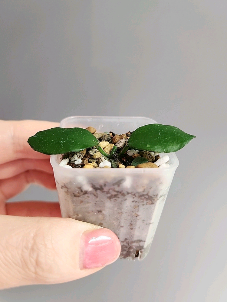 호야 sp. 분톡 (칼리만탄)--2