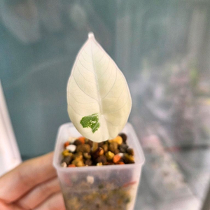 알로카시아 블랙벨벳 핑크바리에가타