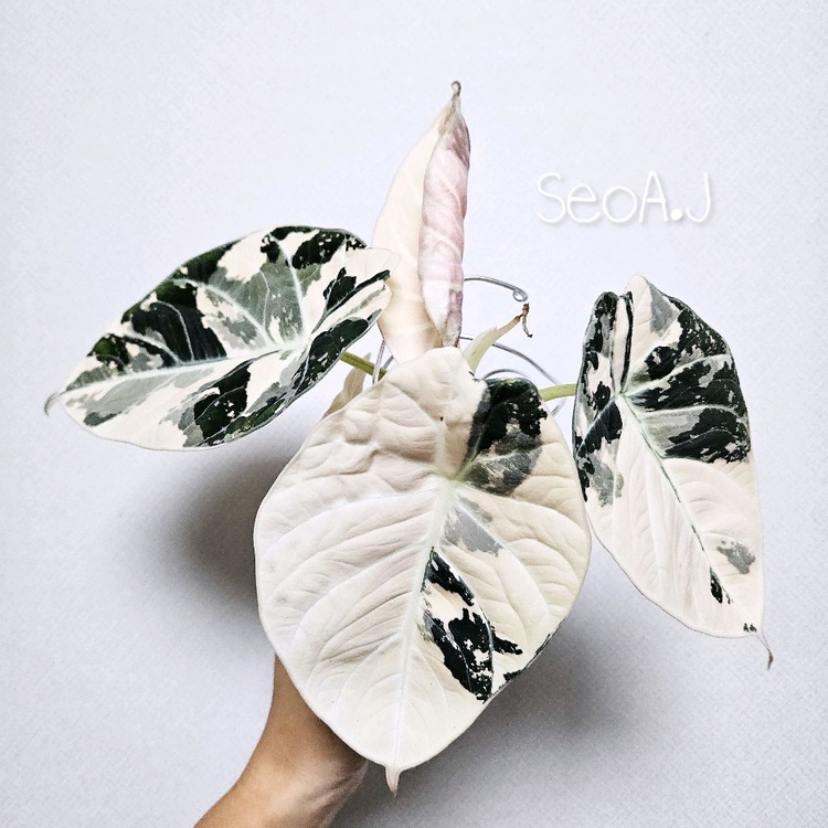 알로카시아 블랙벨벳 핑크바리에가타--1