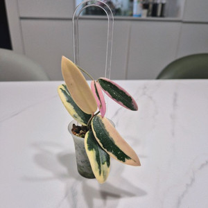 호야 리프리즘 산반