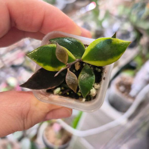 호야 바코엔시스