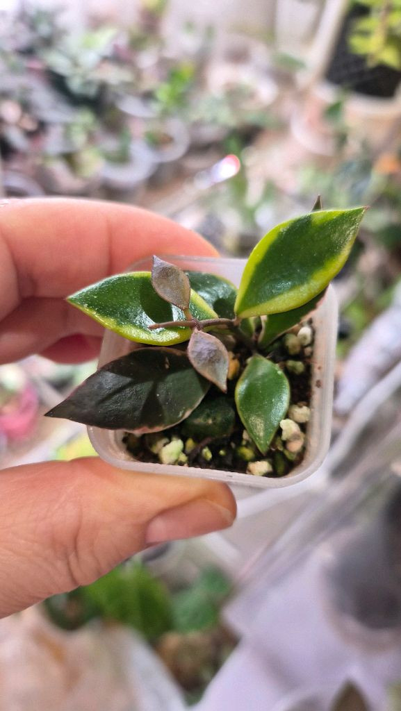 호야 바코엔시스--1