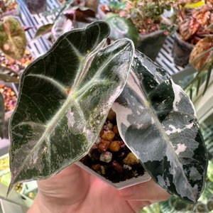 알로카시아 아마조니카 핑크