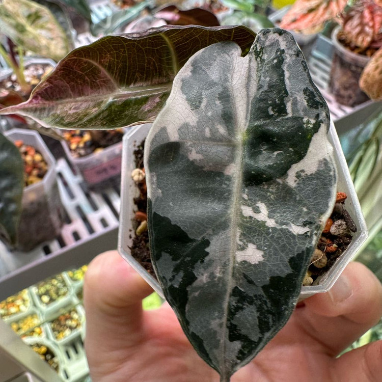 알로카시아 아마조니카 핑크--1