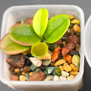 호야 유니폴로라 (알로x안스x)