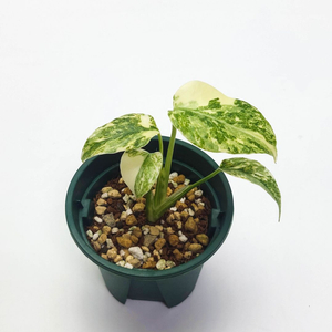 [할인] 몬스테라 델리시오사 그린스노우 4종