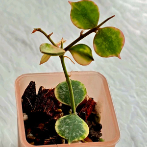 호야 커티시 알보(알로x안스x)