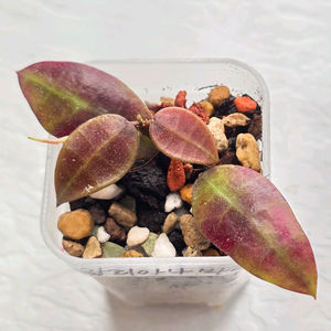 호야 왈리아나 바리에가타 (알로x안스x)