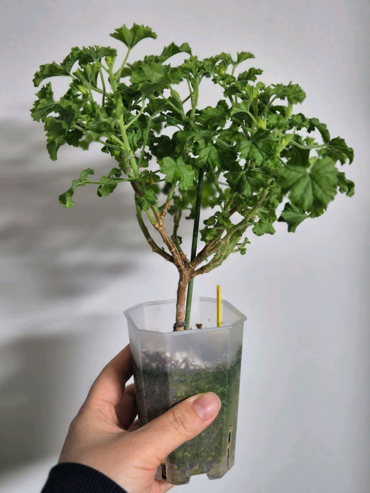 제라늄 SK쟈르(SK자르)--2